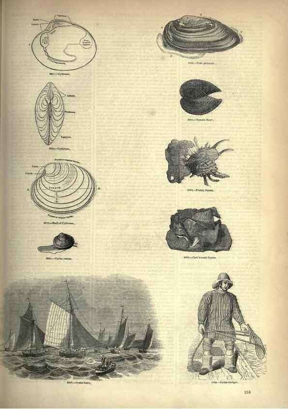 Reproducción/Reproduction 7740098092: The pictorial museum of animated nature .... London :C. Cox,[1844?]