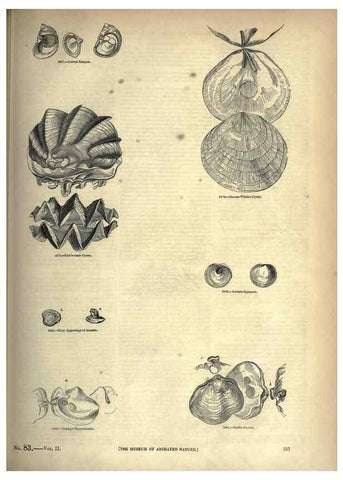 Reproducción/Reproduction 7740099954: The pictorial museum of animated nature .... London :C. Cox,[1844?]