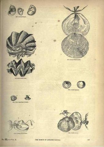 Reproducción/Reproduction 7740099954: The pictorial museum of animated nature .... London :C. Cox,[1844?]