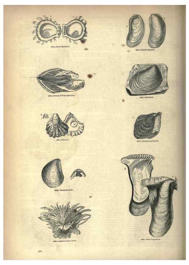 Reproducción/Reproduction 7740100922: The pictorial museum of animated nature .... London :C. Cox,[1844?]