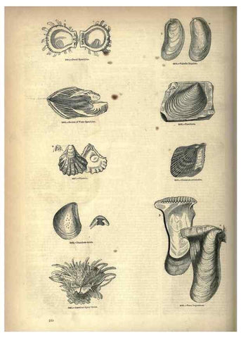 Reproducción/Reproduction 7740100922: The pictorial museum of animated nature .... London :C. Cox,[1844?]