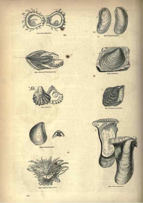 Reproducción/Reproduction 7740100922: The pictorial museum of animated nature .... London :C. Cox,[1844?]
