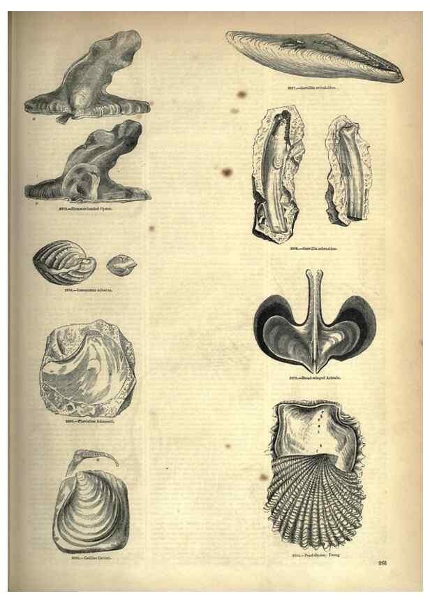 Reproducción/Reproduction 7740101952: The pictorial museum of animated nature .... London :C. Cox,[1844?]