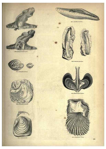 Reproducción/Reproduction 7740101952: The pictorial museum of animated nature .... London :C. Cox,[1844?]