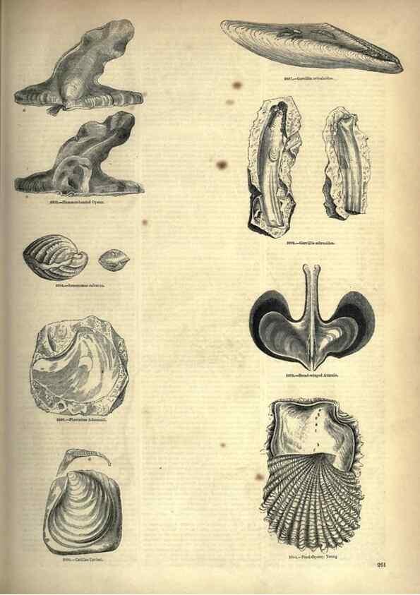 Reproducción/Reproduction 7740101952: The pictorial museum of animated nature .... London :C. Cox,[1844?]