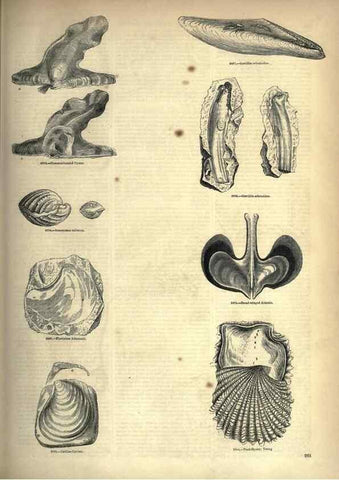 Reproducción/Reproduction 7740101952: The pictorial museum of animated nature .... London :C. Cox,[1844?]
