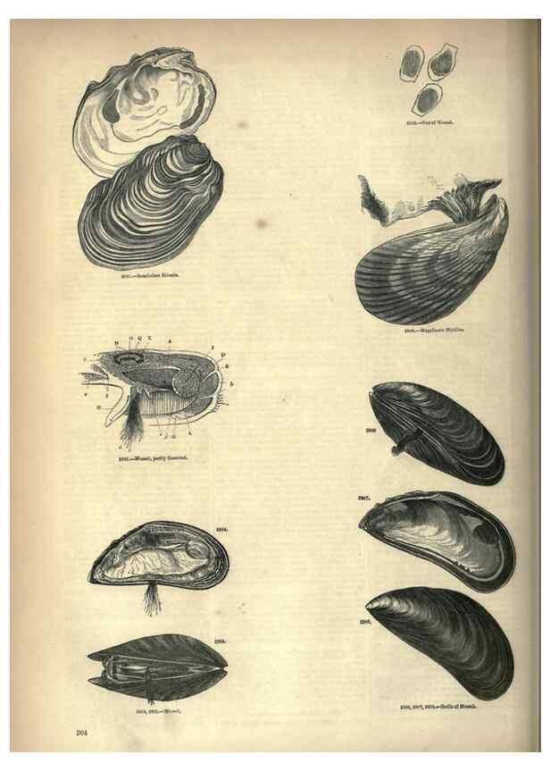 Reproducción/Reproduction 7740102894: The pictorial museum of animated nature .... London :C. Cox,[1844?]