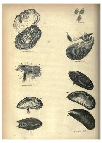 Reproducción/Reproduction 7740102894: The pictorial museum of animated nature .... London :C. Cox,[1844?]