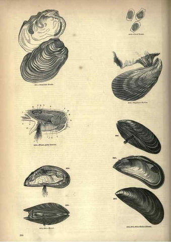 Reproducción/Reproduction 7740102894: The pictorial museum of animated nature .... London :C. Cox,[1844?]