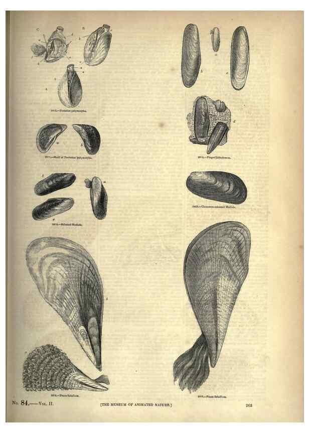 Reproducción/Reproduction 7740104184: The pictorial museum of animated nature .... London :C. Cox,[1844?]