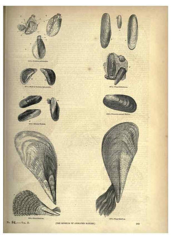 Reproducción/Reproduction 7740104184: The pictorial museum of animated nature .... London :C. Cox,[1844?]