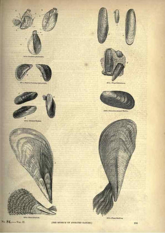 Reproducción/Reproduction 7740104184: The pictorial museum of animated nature .... London :C. Cox,[1844?]