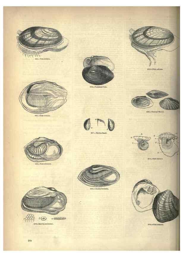 Reproducción/Reproduction 7740105214: The pictorial museum of animated nature .... London :C. Cox,[1844?]