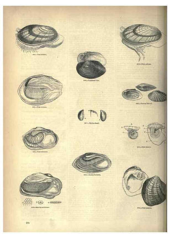 Reproducción/Reproduction 7740105214: The pictorial museum of animated nature .... London :C. Cox,[1844?]