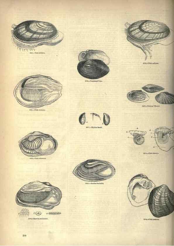 Reproducción/Reproduction 7740105214: The pictorial museum of animated nature .... London :C. Cox,[1844?]