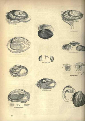Reproducción/Reproduction 7740105214: The pictorial museum of animated nature .... London :C. Cox,[1844?]