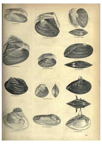 Reproducción/Reproduction 7740106394: The pictorial museum of animated nature .... London :C. Cox,[1844?]