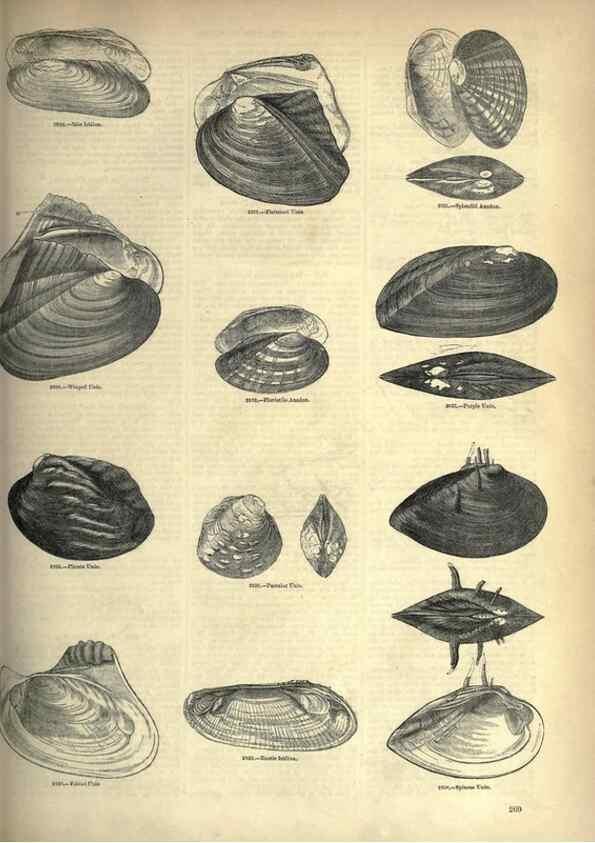 Reproducción/Reproduction 7740106394: The pictorial museum of animated nature .... London :C. Cox,[1844?]