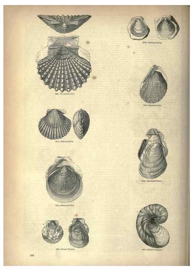 Reproducción/Reproduction 7740099040: The pictorial museum of animated nature .... London :C. Cox,[1844?]