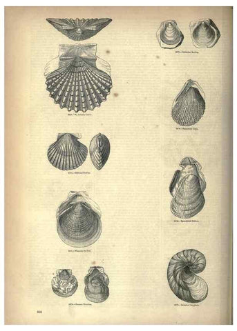 Reproducción/Reproduction 7740099040: The pictorial museum of animated nature .... London :C. Cox,[1844?]