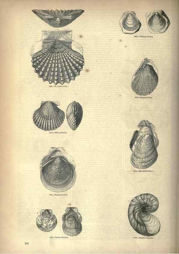 Reproducción/Reproduction 7740099040: The pictorial museum of animated nature .... London :C. Cox,[1844?]