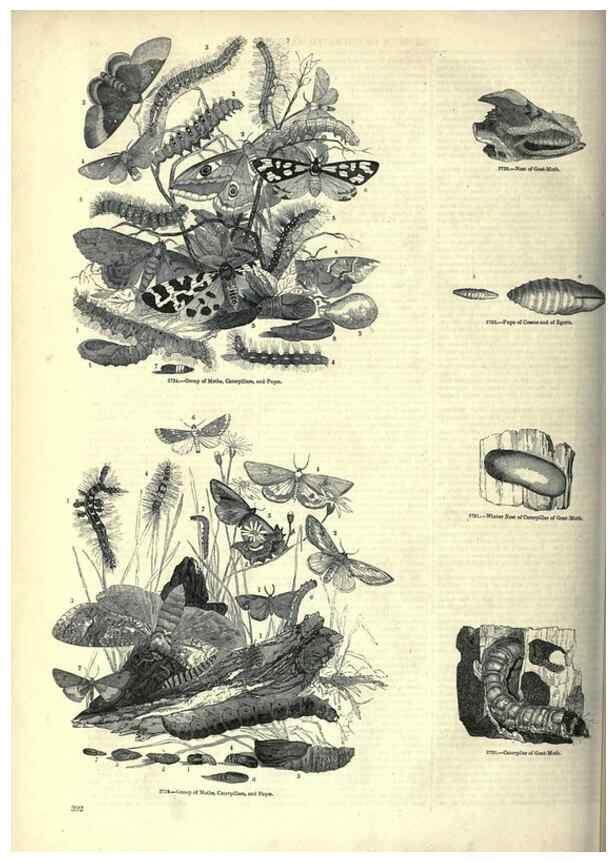 Reproducción/Reproduction 7740172598: The pictorial museum of animated nature .... London :C. Cox,[1844?]