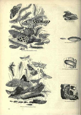 Reproducción/Reproduction 7740172598: The pictorial museum of animated nature .... London :C. Cox,[1844?]