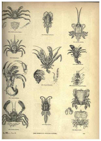 Reproducción/Reproduction 7740129924: The pictorial museum of animated nature .... London :C. Cox,[1844?]