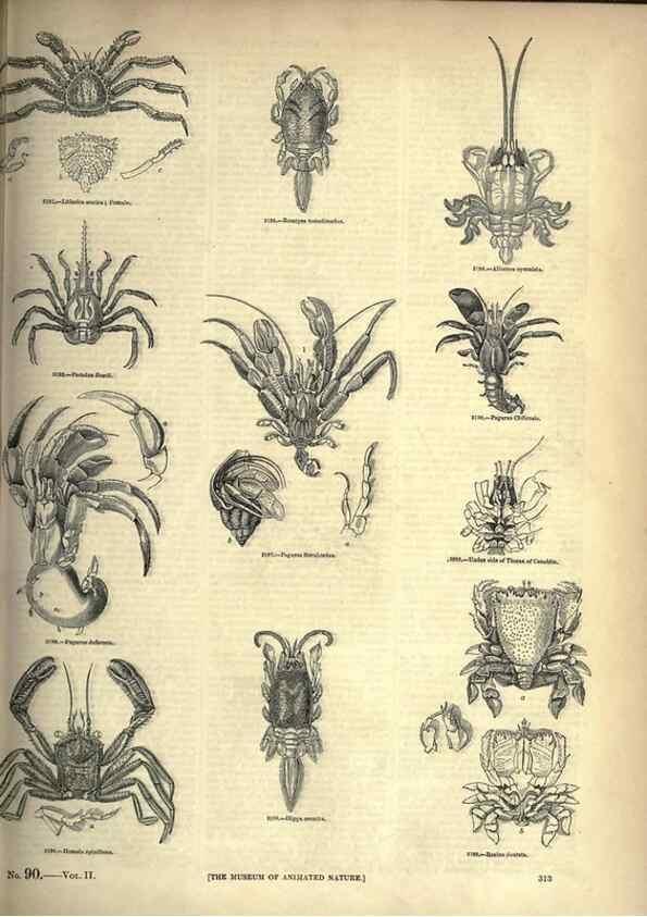 Reproducción/Reproduction 7740129924: The pictorial museum of animated nature .... London :C. Cox,[1844?]