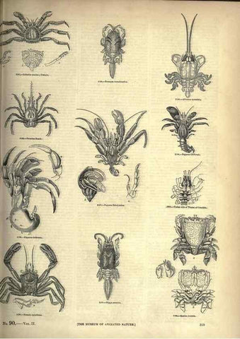 Reproducción/Reproduction 7740129924: The pictorial museum of animated nature .... London :C. Cox,[1844?]