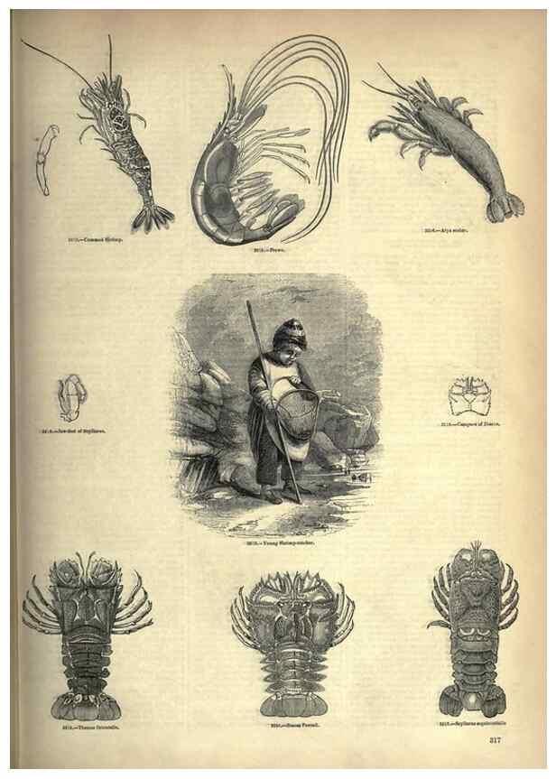 Reproducción/Reproduction 7740131980: The pictorial museum of animated nature .... London :C. Cox,[1844?]