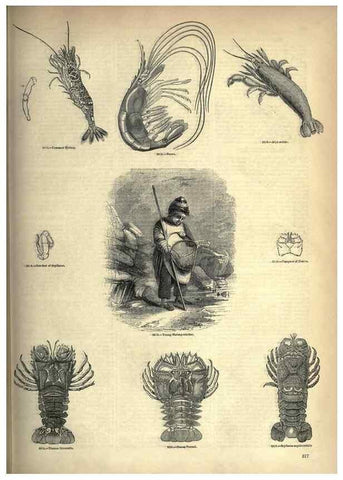 Reproducción/Reproduction 7740131980: The pictorial museum of animated nature .... London :C. Cox,[1844?]