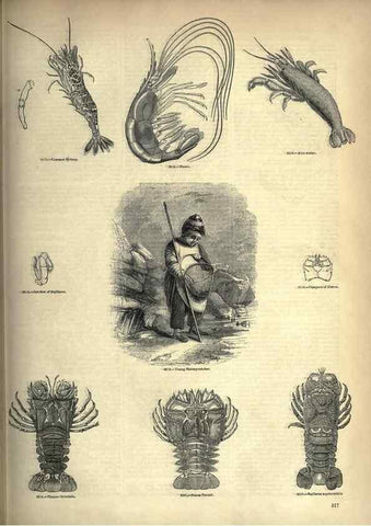 Reproducción/Reproduction 7740131980: The pictorial museum of animated nature .... London :C. Cox,[1844?]
