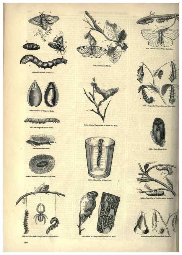 Reproducción/Reproduction 7740155666: The pictorial museum of animated nature .... London :C. Cox,[1844?]