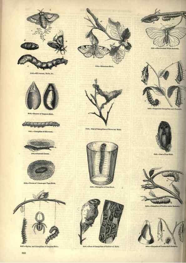 Reproducción/Reproduction 7740155666: The pictorial museum of animated nature .... London :C. Cox,[1844?]