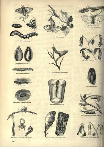 Reproducción/Reproduction 7740155666: The pictorial museum of animated nature .... London :C. Cox,[1844?]