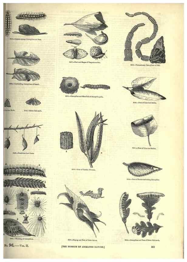 Reproducción/Reproduction 7740156664: The pictorial museum of animated nature .... London :C. Cox,[1844?]