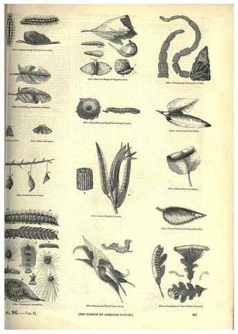 Reproducción/Reproduction 7740156664: The pictorial museum of animated nature .... London :C. Cox,[1844?]