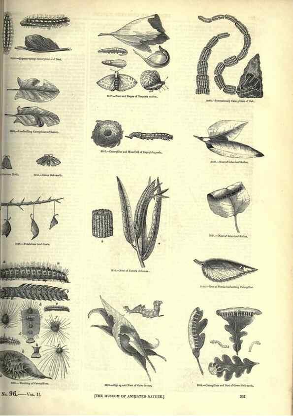 Reproducción/Reproduction 7740156664: The pictorial museum of animated nature .... London :C. Cox,[1844?]