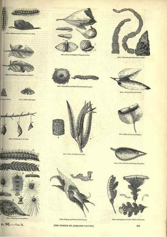 Reproducción/Reproduction 7740156664: The pictorial museum of animated nature .... London :C. Cox,[1844?]