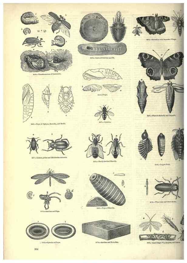 Reproducción/Reproduction 7740157694: The pictorial museum of animated nature .... London :C. Cox,[1844?]