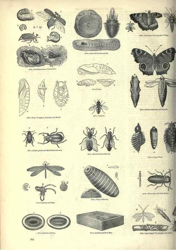 Reproducción/Reproduction 7740157694: The pictorial museum of animated nature .... London :C. Cox,[1844?]