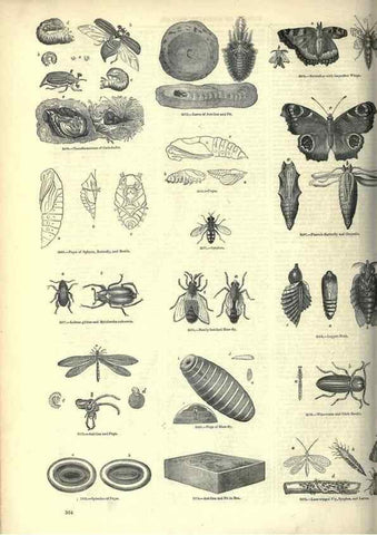 Reproducción/Reproduction 7740157694: The pictorial museum of animated nature .... London :C. Cox,[1844?]