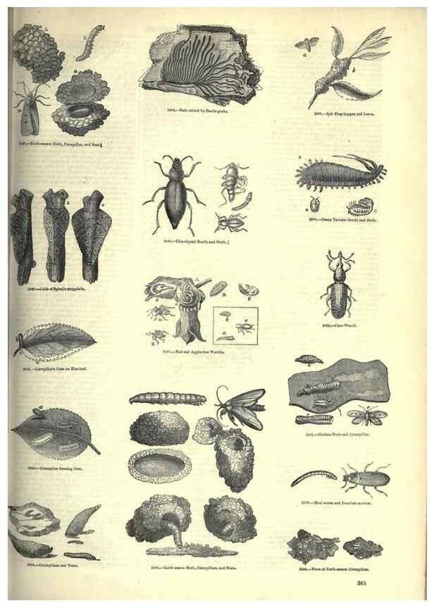 Reproducción/Reproduction 7740159206: The pictorial museum of animated nature .... London :C. Cox,[1844?]