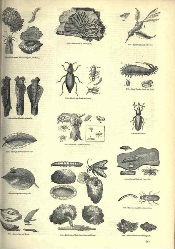 Reproducción/Reproduction 7740159206: The pictorial museum of animated nature .... London :C. Cox,[1844?]