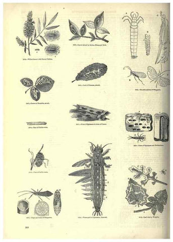 Reproducción/Reproduction 7740160212: The pictorial museum of animated nature .... London :C. Cox,[1844?]