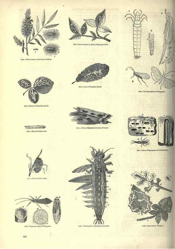 Reproducción/Reproduction 7740160212: The pictorial museum of animated nature .... London :C. Cox,[1844?]