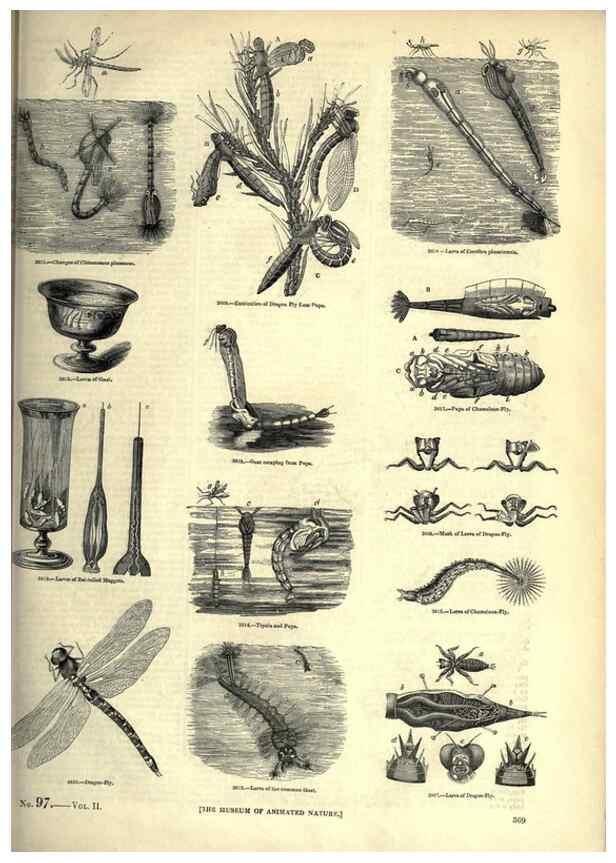 Reproducción/Reproduction 7740161472: The pictorial museum of animated nature .... London :C. Cox,[1844?]