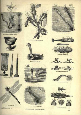 Reproducción/Reproduction 7740161472: The pictorial museum of animated nature .... London :C. Cox,[1844?]