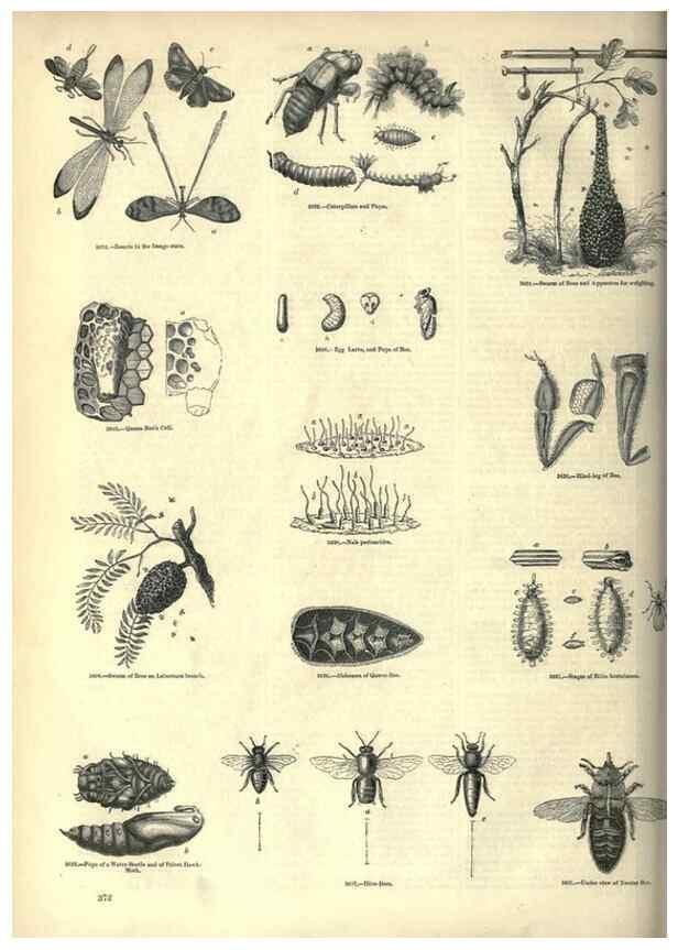 Reproducción/Reproduction 7740162402: The pictorial museum of animated nature .... London :C. Cox,[1844?]